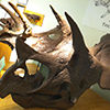 Burning Triceratops - Burning Man 2010, 2011